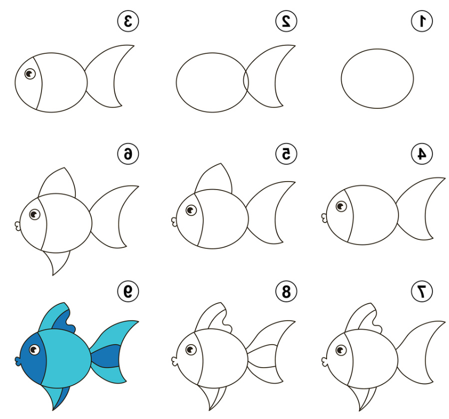 apprendre a dessiner un poisson bicolore
